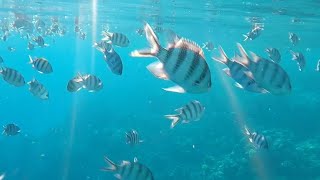 Snorkling at Sensitori Coral Sea Sharm ElSheikh sensatori holiday travel [upl. by Aicirtan396]