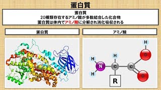 蛋白質と消化酵素の組み合わせ  ～No 102 理学療法士国家試験対策 シリーズ～ [upl. by Naenej]