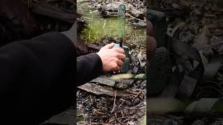 Pygmy Owl zeisssecacam wildphotography trailcam [upl. by Losse818]