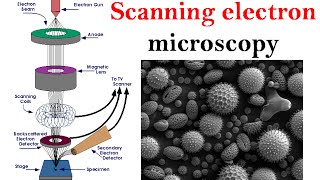 Electron microscopy lecture  Scanning electron microscope [upl. by Anirba]