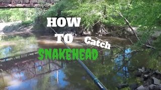 HOW TO CATCH SNAKEHEAD FISH  BEST SNAKEHEAD BAITS  NORTHERN SNAKEHEAD FISHING [upl. by Odrick470]