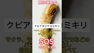 SOS！！クビアカツヤカミキリの幼虫！注意しろ！！shorts [upl. by Scherman]