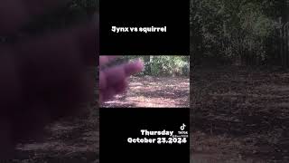 Jynx vs squirrel [upl. by Eolcin]