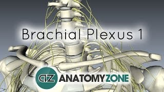 Brachial Plexus  Branches  3D Anatomy Tutorial [upl. by Feenah418]