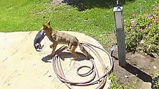 Family Saves Chihuahua From Coyote’s Jaws [upl. by Valentia183]