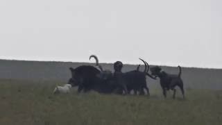 Entrainement meute chasse de griffon nivernais et autre dans un parc Gros Sanglier au Ferme [upl. by Xilef]