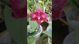 Phalaenopsis IHsin Cherry Bomb Phalaenopsis seedlings have started to flowershortwhite lips [upl. by Garnet927]