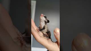 Sugar Glider Baby Exploring My Hand  Oliver The Tat and Company [upl. by Krasnoff]