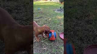 Mini Dachshund Takes the Chuckit Kick Ball for Himself [upl. by Nnaillij]