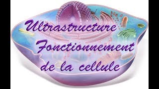 Ultrastructure et fonctionnement de la cellule eucaryote [upl. by Lunt98]