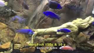 Best African Cichlid GenusSpecies Identification Video Ive seen [upl. by Katheryn]