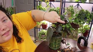 Philodendron Selloum New Red  Philodendron Collection Vlogmas day 8 [upl. by Nnayar]