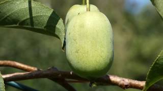 Honigbeere Actinidia arguta Zwerg Kiwi Kiwibeere Kokuwa fz82 Focus Test [upl. by Cerf]