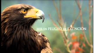 Águila Real México [upl. by Sherwin39]