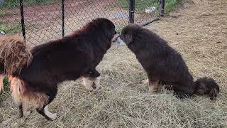 Caucasian Ovcharka with aboriginal Tibetan Mastiff with Tibetan Mastiff [upl. by Melton]