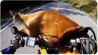 Deer Survives Motorcycle Smash  ThrowbackThursday [upl. by Yentirb]