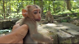 Breaking News There is people abandon baby pigtail monkey at Sovana camp is male amp so small [upl. by Iroak]