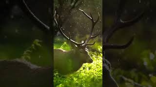 Tales From Riverbank DEER amp Cervidae doyouknownature [upl. by Alleul]