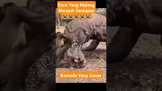 Kera di mangsa komodo😱videoshortanimalsviralvideosbinatanghewankomodovskera [upl. by Iloj]