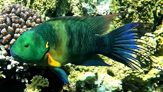 Broomtail wrasse Cheilinus lunulatus male 4K [upl. by Lainahtan622]