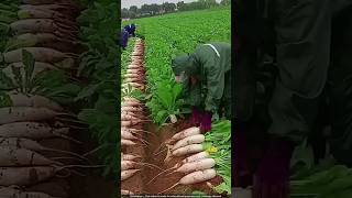 जापान में मूली की अनोखी खेती 🤯 radish harvesting [upl. by Naej]