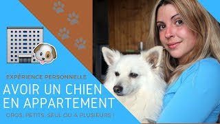 AVOIR UN gros CHIEN EN APPARTEMENT  mon expérience avec ma spitz et ma malamute [upl. by Anny]