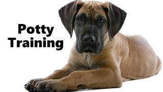 How To Potty Train A Great Dane Puppy  Great Dane House Training Tips  Great Dane Puppies [upl. by Ralaigh169]