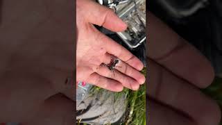 Spring creek rainbow and cicadas flyfishing newzealand [upl. by Humo]