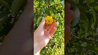 Stans Citremon Lemon x Trifoliate Orange hardycitrus citrus gardening [upl. by Hailey]