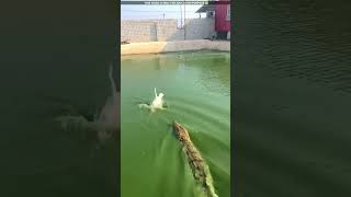 how did the badak escape from the crocodile😮viralvideo shortvideo [upl. by Eillit]