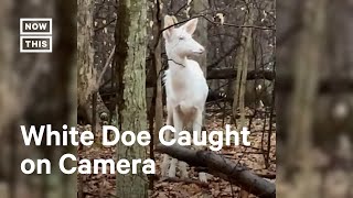 OH DEER Extremely Rare Albino Deer Spotted in Ohio 👀 [upl. by Parthen]