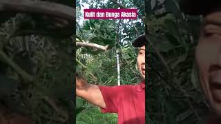 KULIT DAN BUNGA AKASIA Acacia mangium [upl. by Anailil]