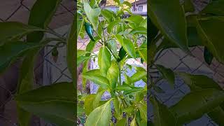 gardening coldfront overwintering [upl. by Annai]