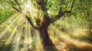 Sleep Music Relaxing Music quotMystical Forestquot by Tim Janis [upl. by Katsuyama]