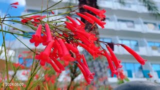 Firecracker Plant  Russelia爆仗竹The name honours Scottish naturalist Alexander Russell [upl. by Hurty727]