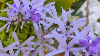 Petrea Volubilis plant care  Sandpaper vine  Flowering climbers on our front porch [upl. by Bornie]