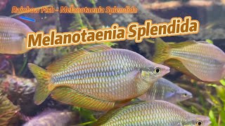 Rainbow Fish  Melanotaenia Splendida [upl. by Eldin]