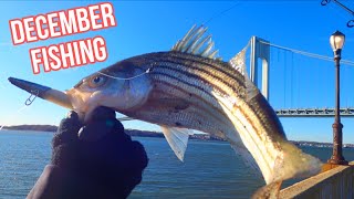 striped bass bites continue 🔥🎣windy day NYC stripedbass fallrun brooklyn [upl. by Akym797]