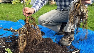 2024 Fall Black Locust Sapling Transplants [upl. by Eetnom631]