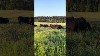 Cattle grazing clover grass mixture [upl. by Peacock]