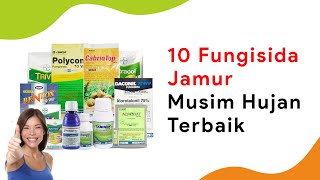 10 Fungisida Atasi 3 Jamur Cabe Sekaligus Senjata Musim Hujan [upl. by Htezzil]