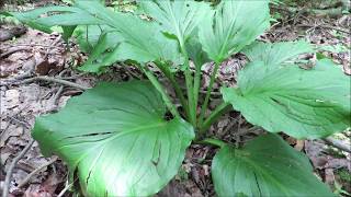 Bushcraft and Survival Ep 5 Skunk Cabbage [upl. by Leibrag]