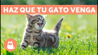 Maullidos para ATRAER GATOS 🐱🔊 Sonidos para que Tu Gato Venga [upl. by Phia744]