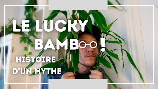 Le Lucky Bamboo  histoire dun mythe  entretien du Dracaena sanderiana [upl. by Ocsisnarf]