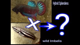 Crossbreeding betta fish 2021 project [upl. by Burley]