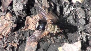 Tachinid Fly Tachinidae Epalpus signifer [upl. by Nohsreg]