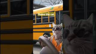 cat driving a bus👍AndrewEagle09 name the cat in comments best Names wins thank you for watching [upl. by Charbonneau773]