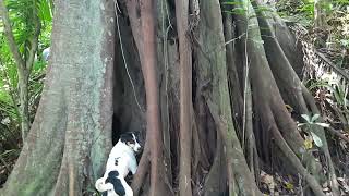 MARIO SIGIENDO UNA GUATUSA EN EL BOSQUE LA CUSUQUITA [upl. by Woodhouse]