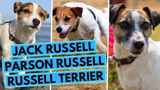 Jack Russell vs Parson Russell vs Russell Terrier  Breed Comparison  What are the Differences [upl. by Enneira]