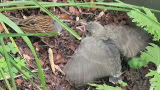 Sparrow feeds baby Cowbird [upl. by Shepard699]